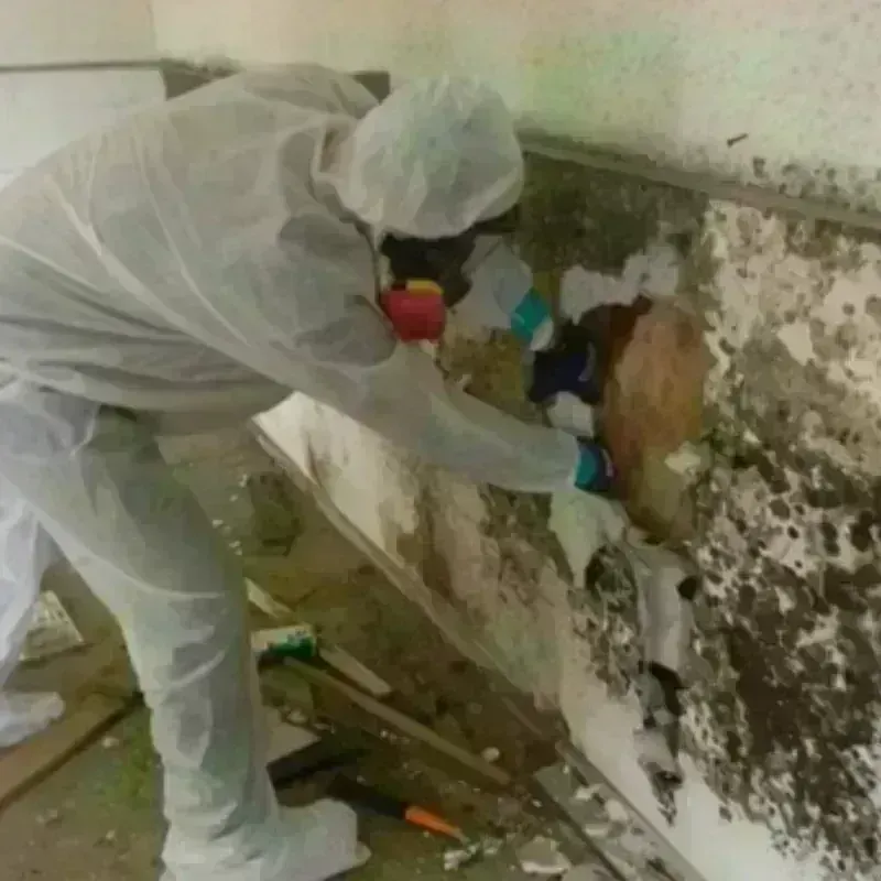 Mold Remediation and Removal in Cumberland County, KY